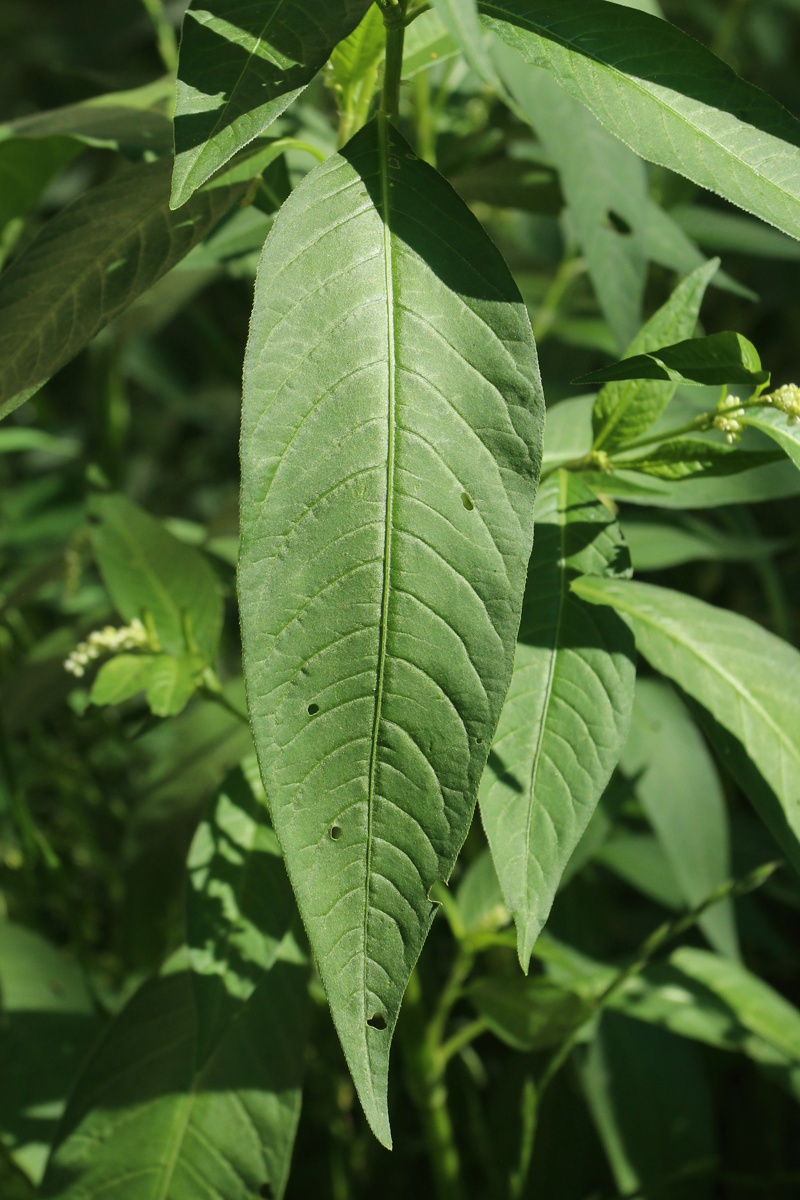 Изображение особи Persicaria scabra.