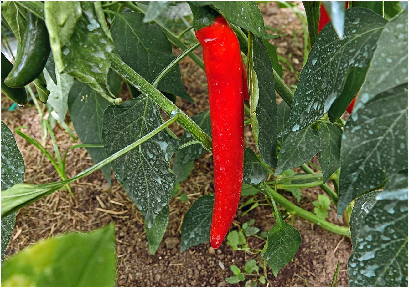 Image of Capsicum annuum specimen.