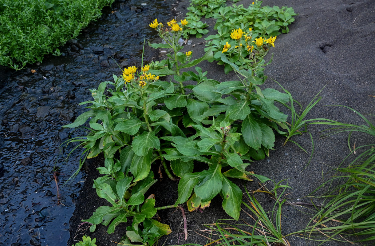 Image of Senecio pseudoarnica specimen.