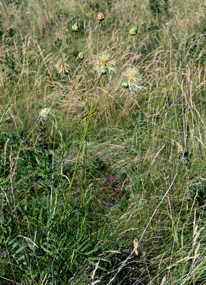 Image of Rhaponticoides ruthenica specimen.