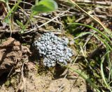 Смотреть изображение Toninia sedifolia