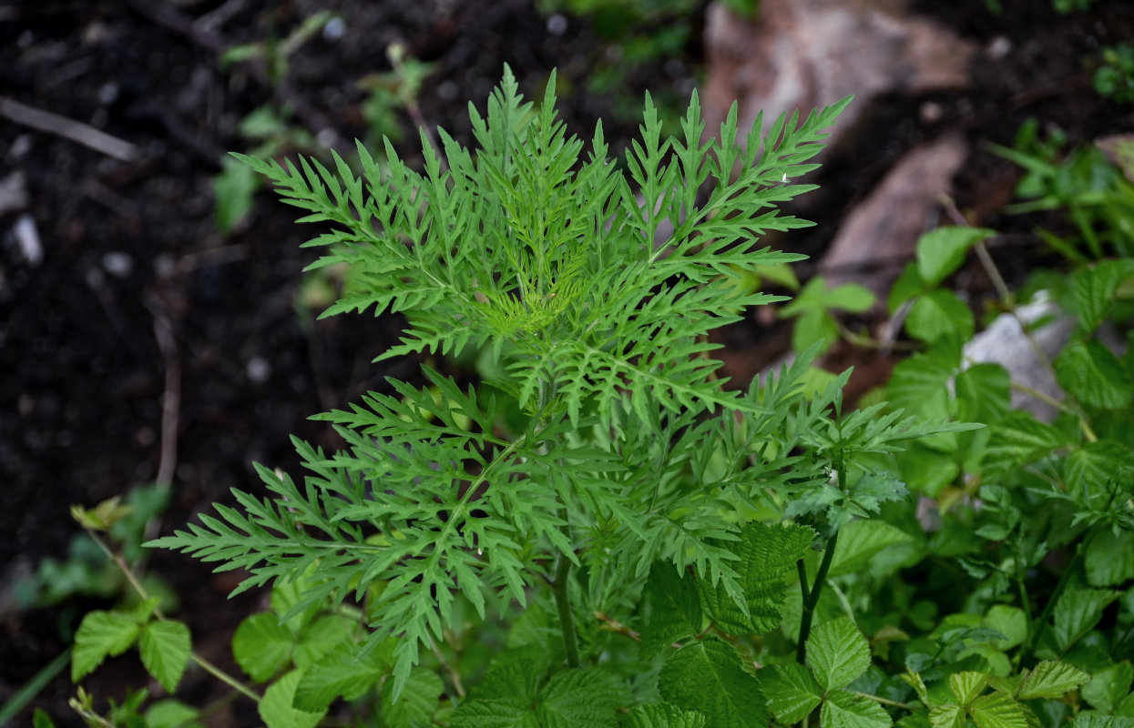 Image of Ambrosia artemisiifolia specimen.