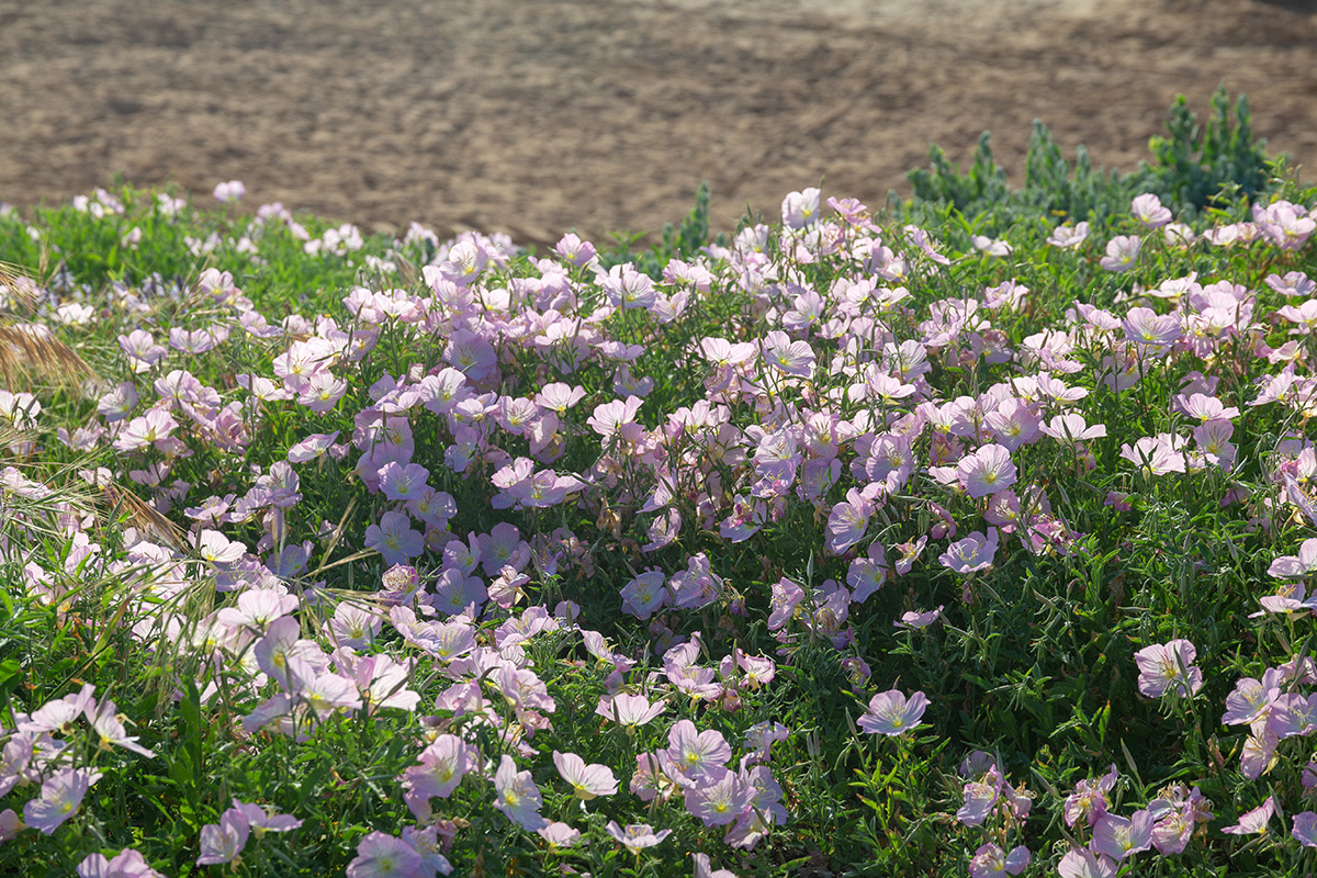 Image of Oenothera speciosa specimen.