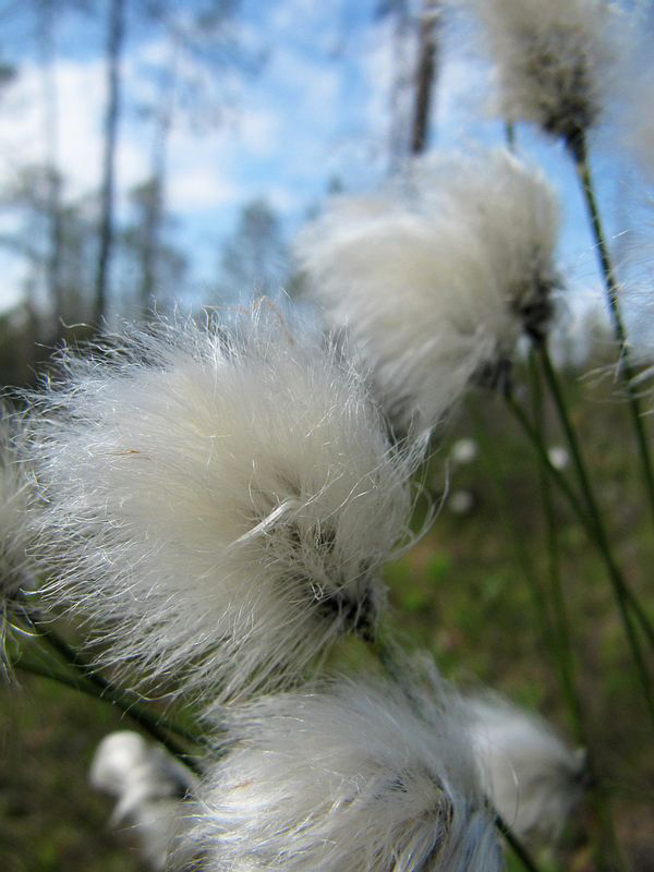 Изображение особи Eriophorum vaginatum.