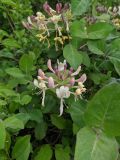 Смотреть изображение Lonicera caprifolium