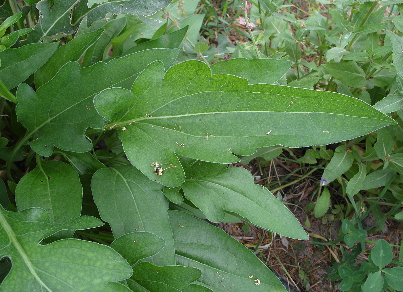 Image of Rudbeckia occidentalis specimen.