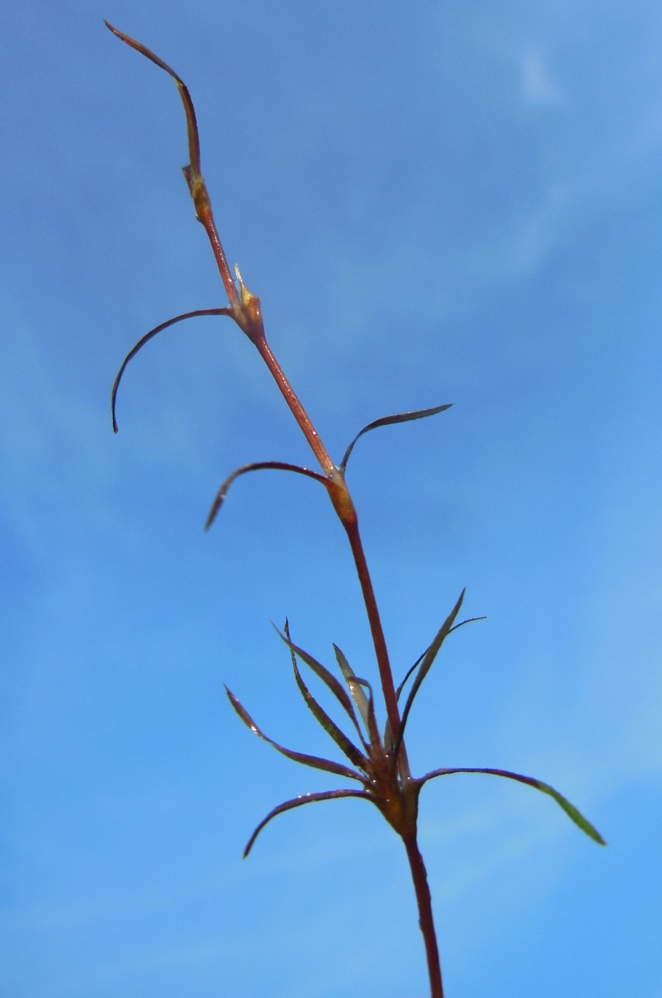 Image of Caulinia flexilis specimen.