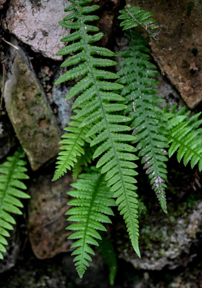 Image of Phegopteris decursive-pinnata specimen.