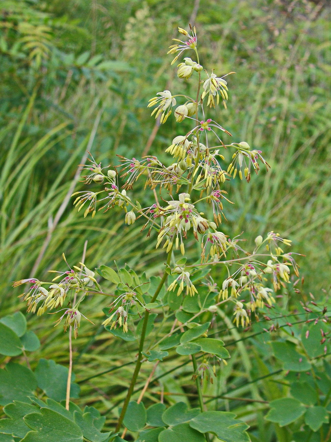 Image of Thalictrum minus specimen.