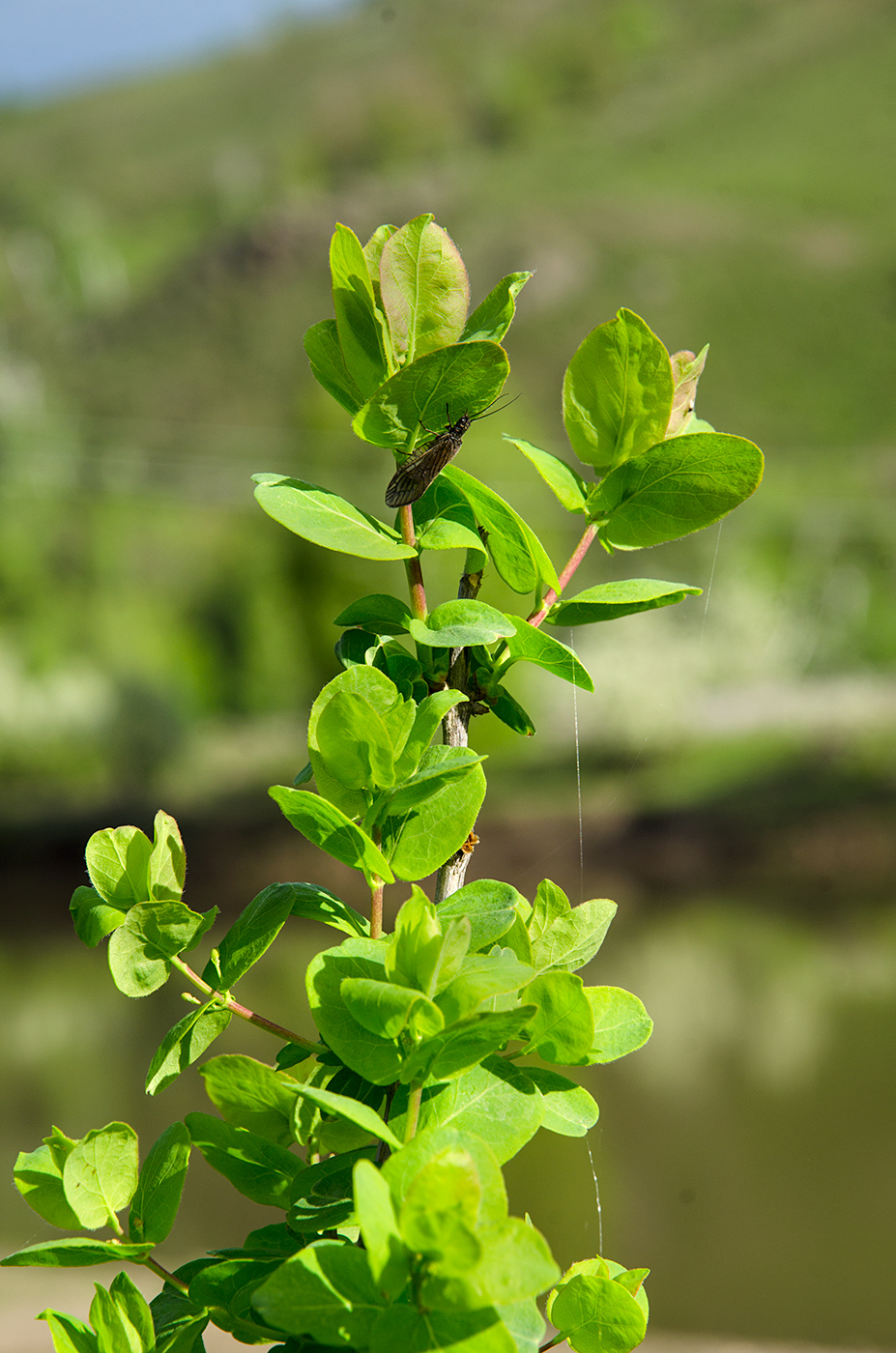 Image of Lonicera tatarica specimen.