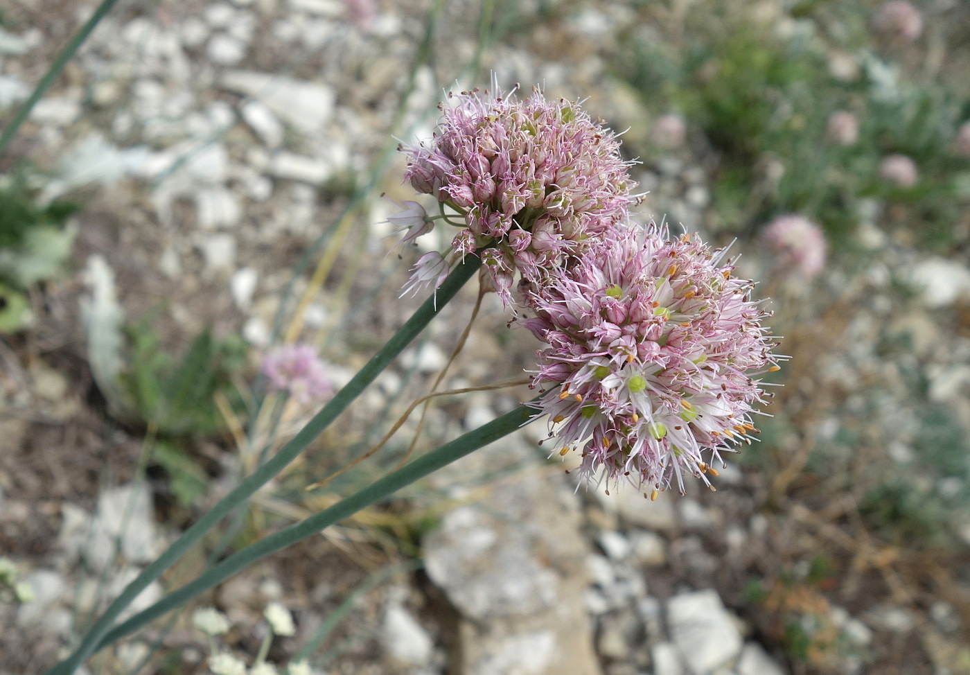 Image of Allium psebaicum specimen.