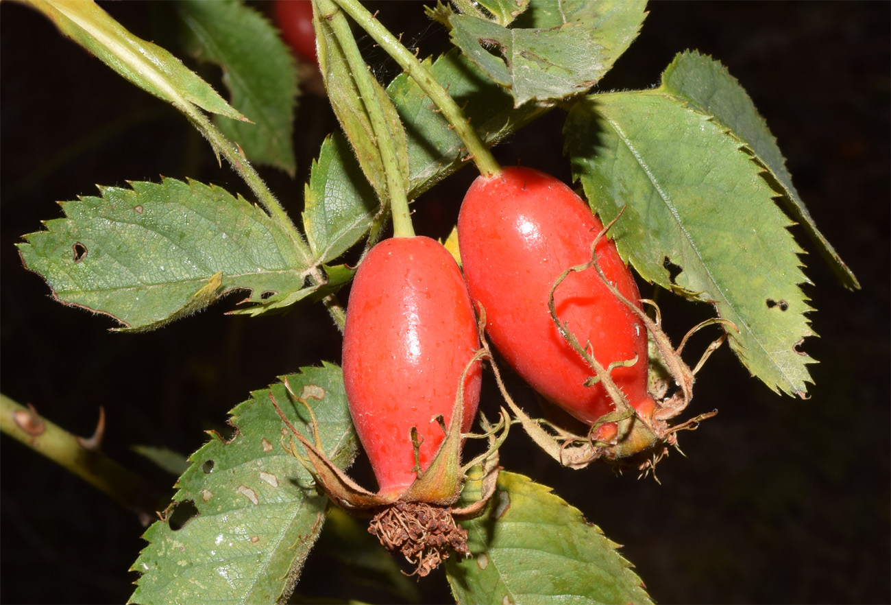 Image of Rosa canina specimen.