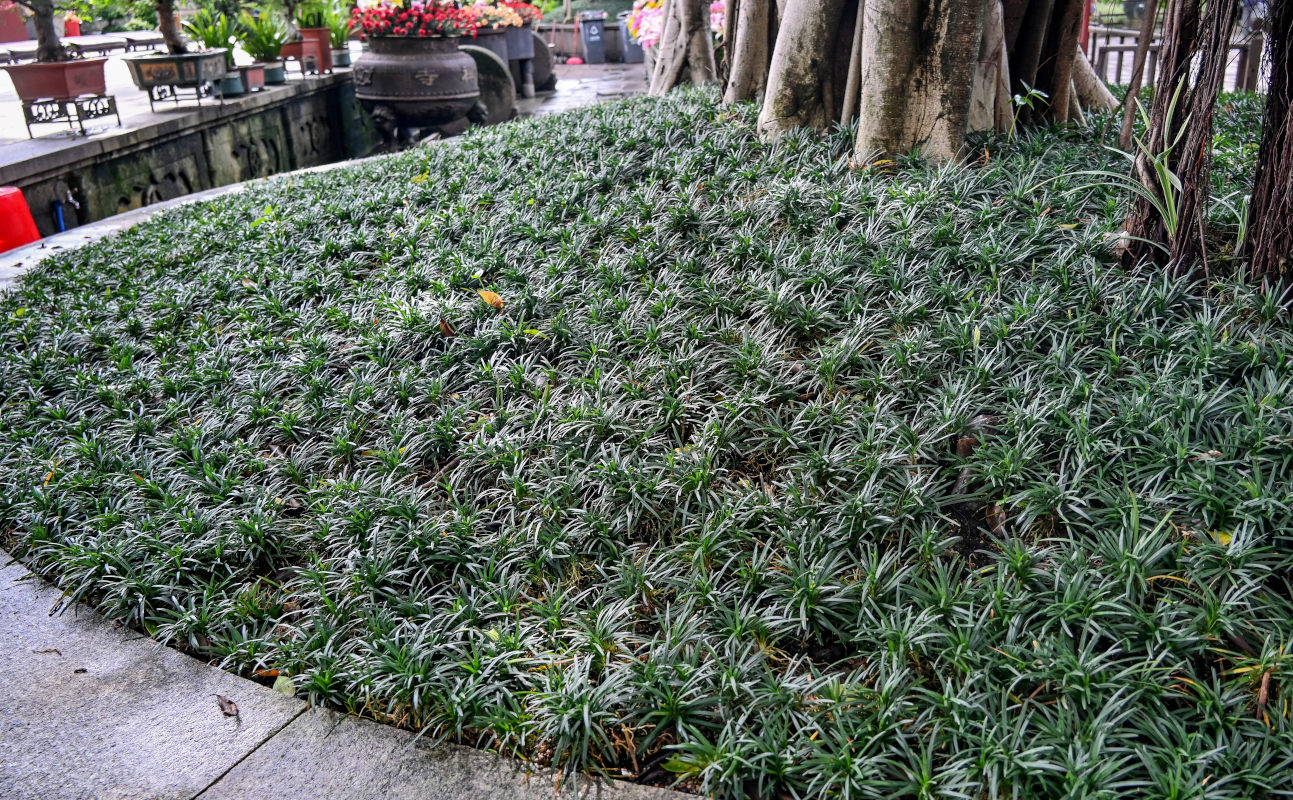 Image of Ophiopogon japonicus specimen.