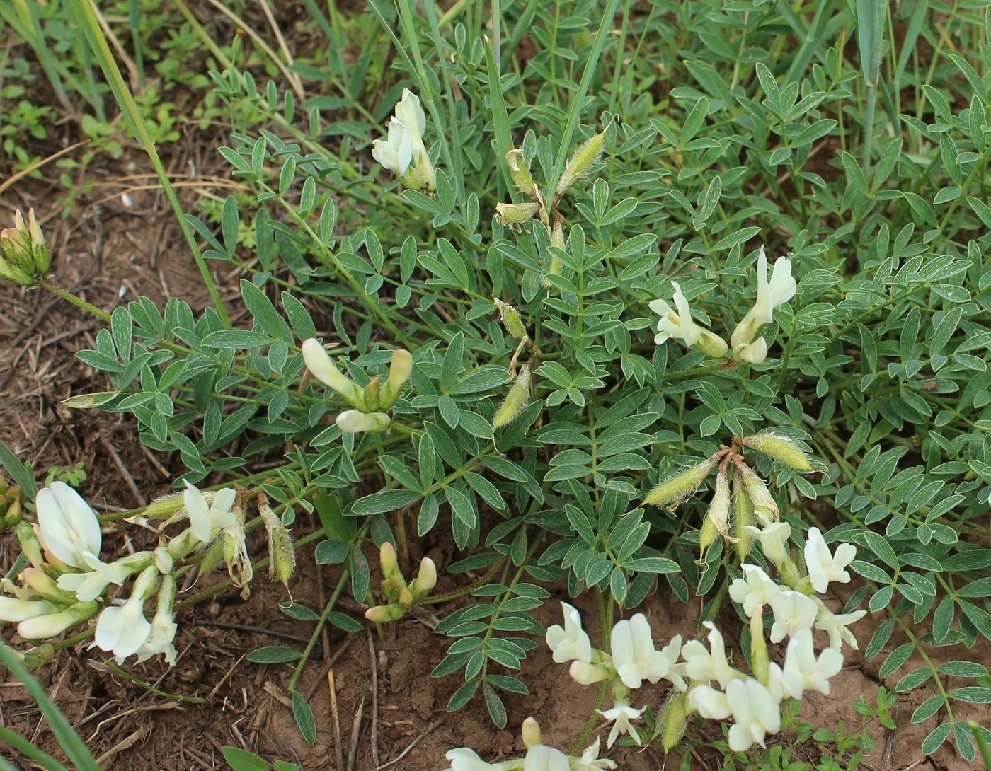 Изображение особи Astragalus maltsevii.