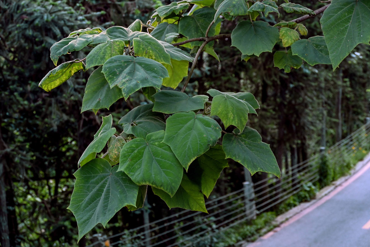 Изображение особи Paulownia tomentosa.