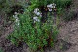 Saponaria officinalis