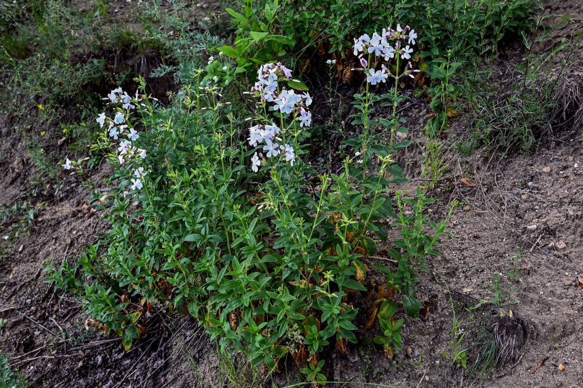 Изображение особи Saponaria officinalis.