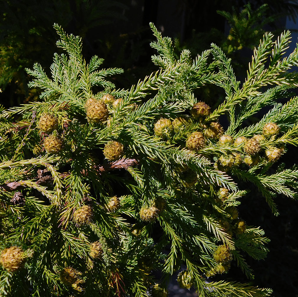 Image of Cryptomeria japonica specimen.