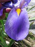 Iris hoogiana