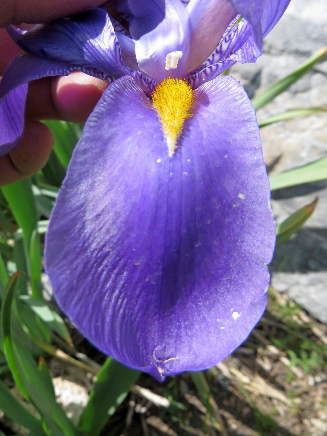 Image of Iris hoogiana specimen.