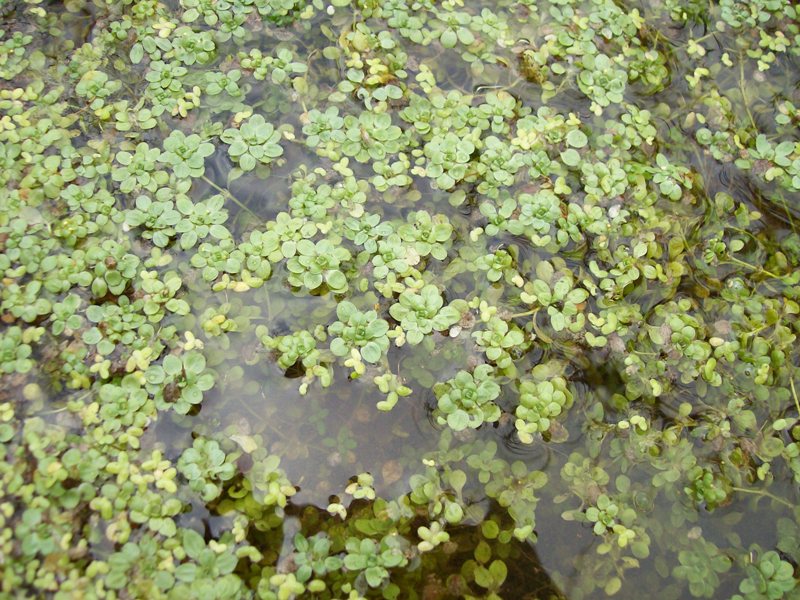 Image of Callitriche palustris specimen.