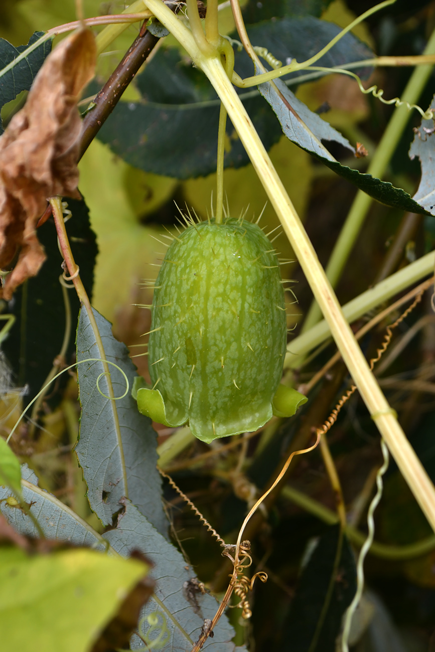 Image of Echinocystis lobata specimen.