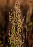 Rumex acetosa. Соплодия. Тверская обл., Конаковский р-н, дол. р. Сестра, окраина поля. 07.09.2024.