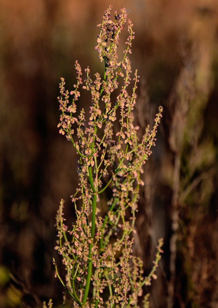 Image of Rumex acetosa specimen.