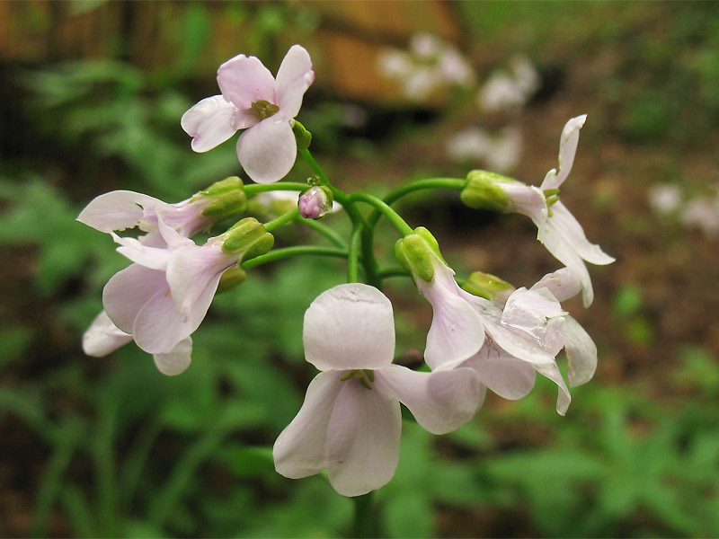 Изображение особи Cardamine bulbifera.