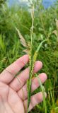 Carex atherodes