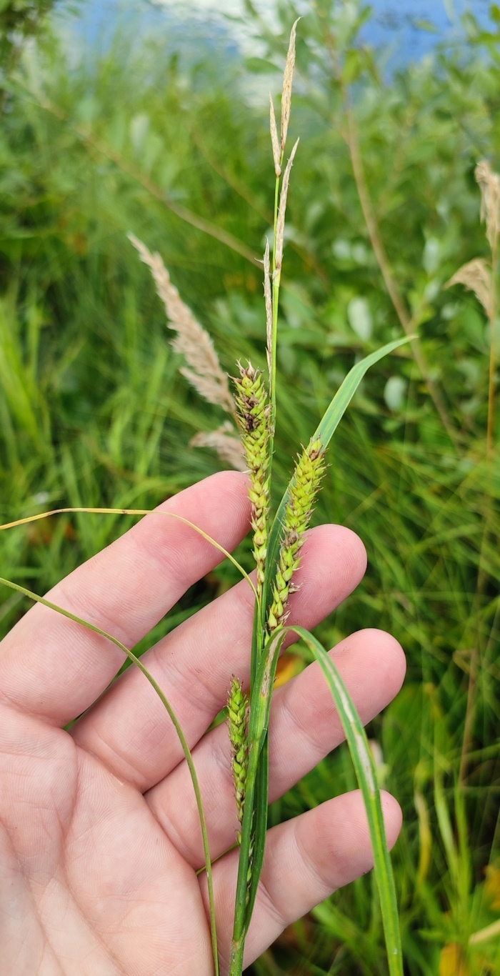 Image of Carex atherodes specimen.