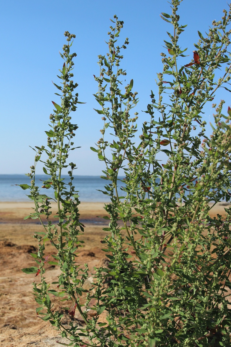 Image of Chenopodium striatiforme specimen.