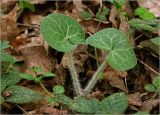 Asarum europaeum