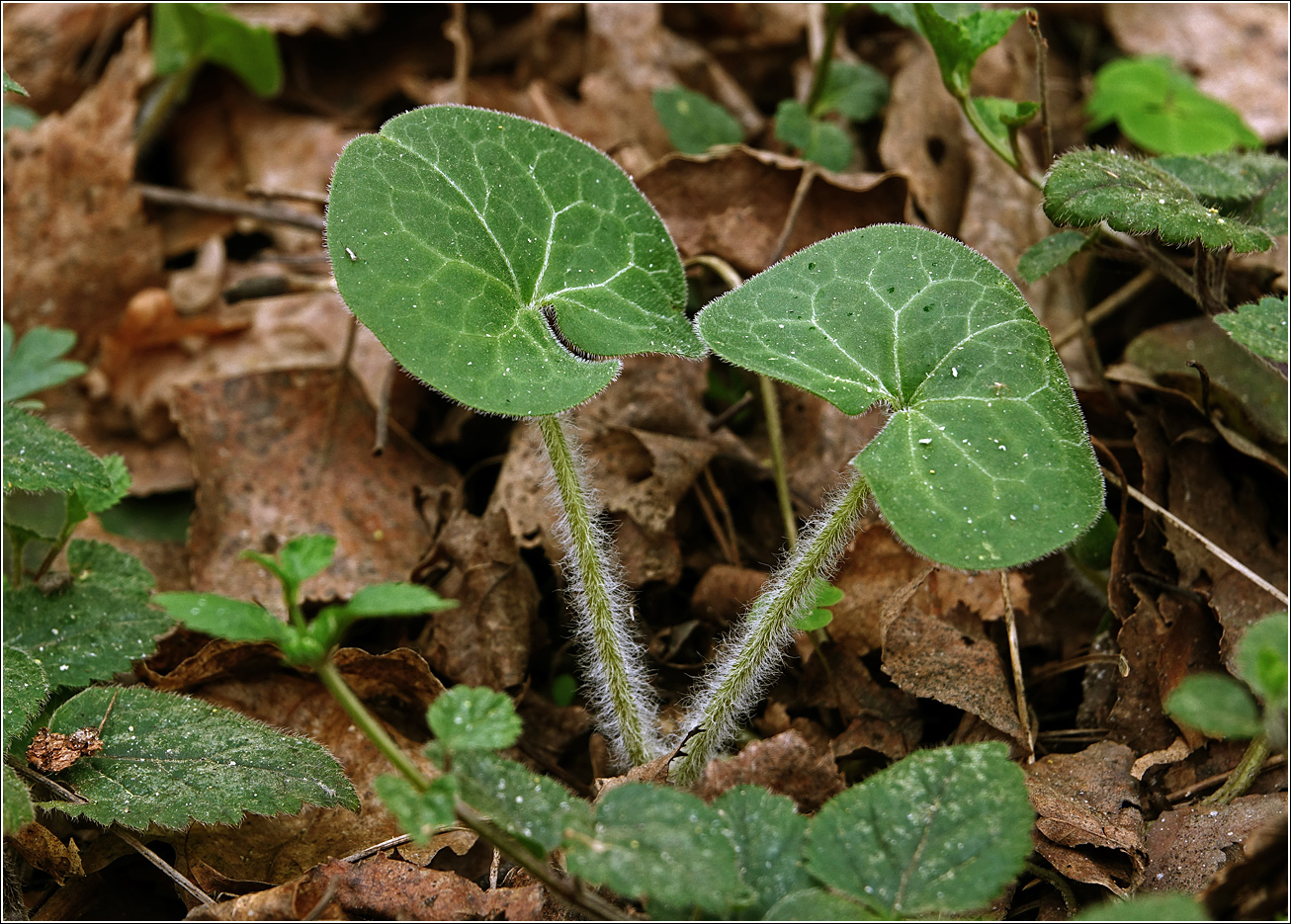Изображение особи Asarum europaeum.