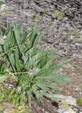 Смотреть изображение Solenanthus karateginus
