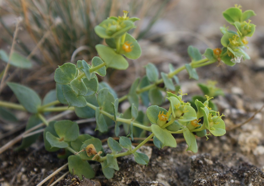 Изображение особи Euphorbia petrophila.