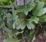 View full-size image genus Ranunculus