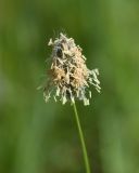 View full-size image genus Alopecurus