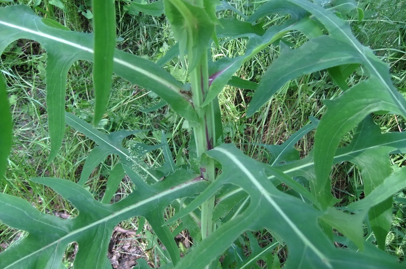 Image of Sonchus palustris specimen.