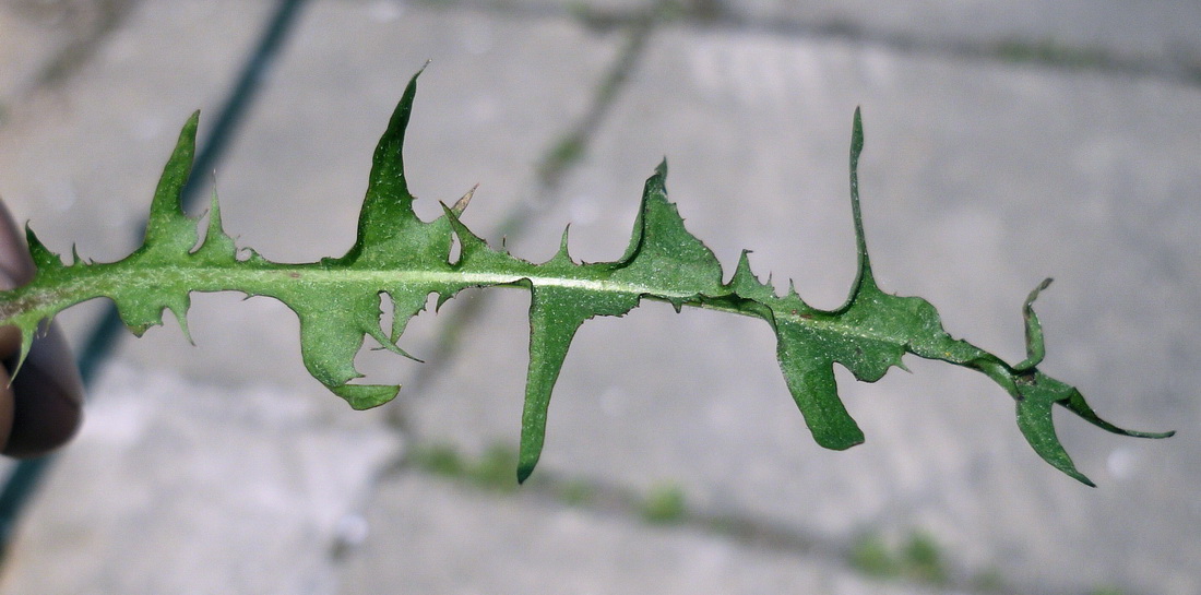 Image of Taraxacum multisectum specimen.