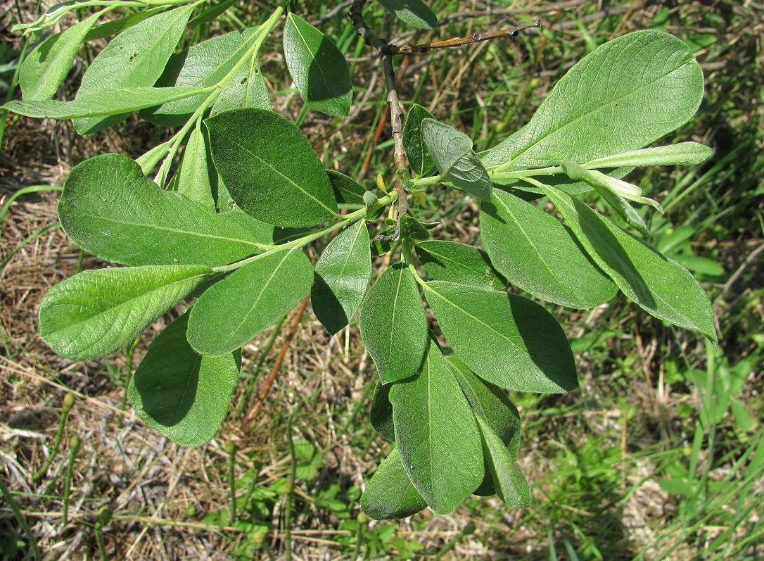 Image of Salix cinerea specimen.