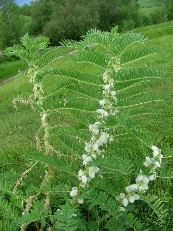 Изображение особи Astragalus sieversianus.