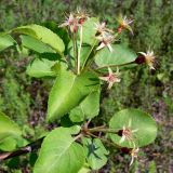 Malus domestica подвид cerasifera. Ветвь с завязавшимися плодами. Свердловская обл., окр. г. Североуральск, правый берег канала Дублёр. 16.06.2011.