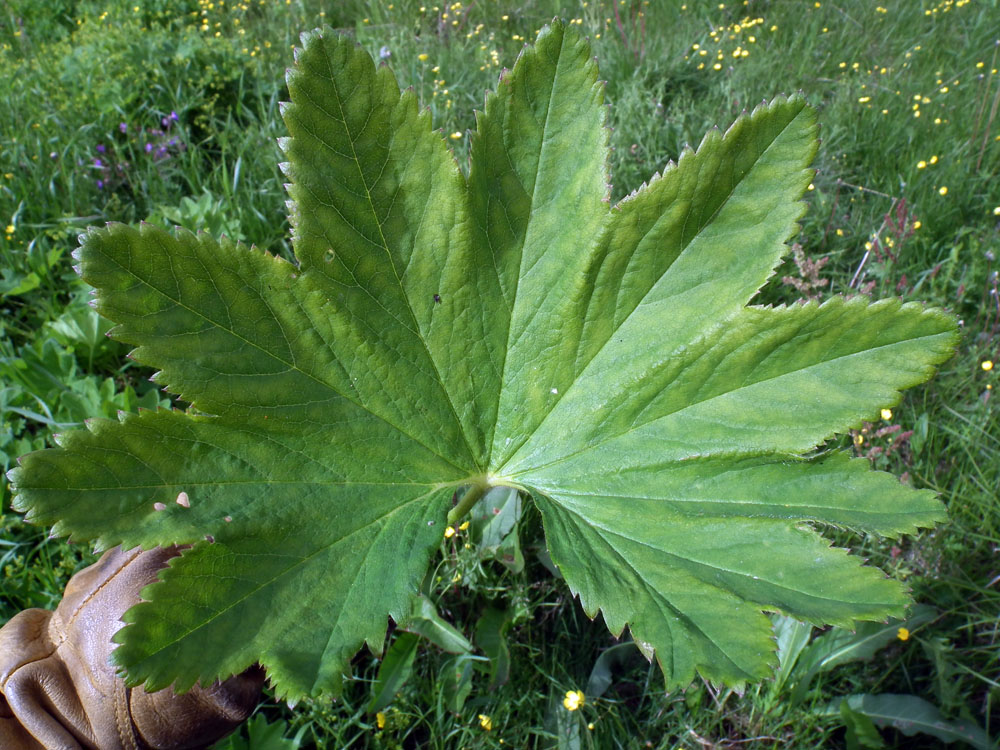 Image of genus Alchemilla specimen.