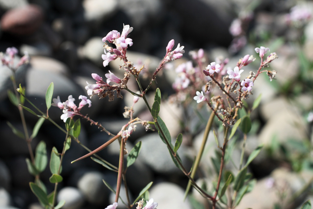 Image of Trachomitum lancifolium specimen.