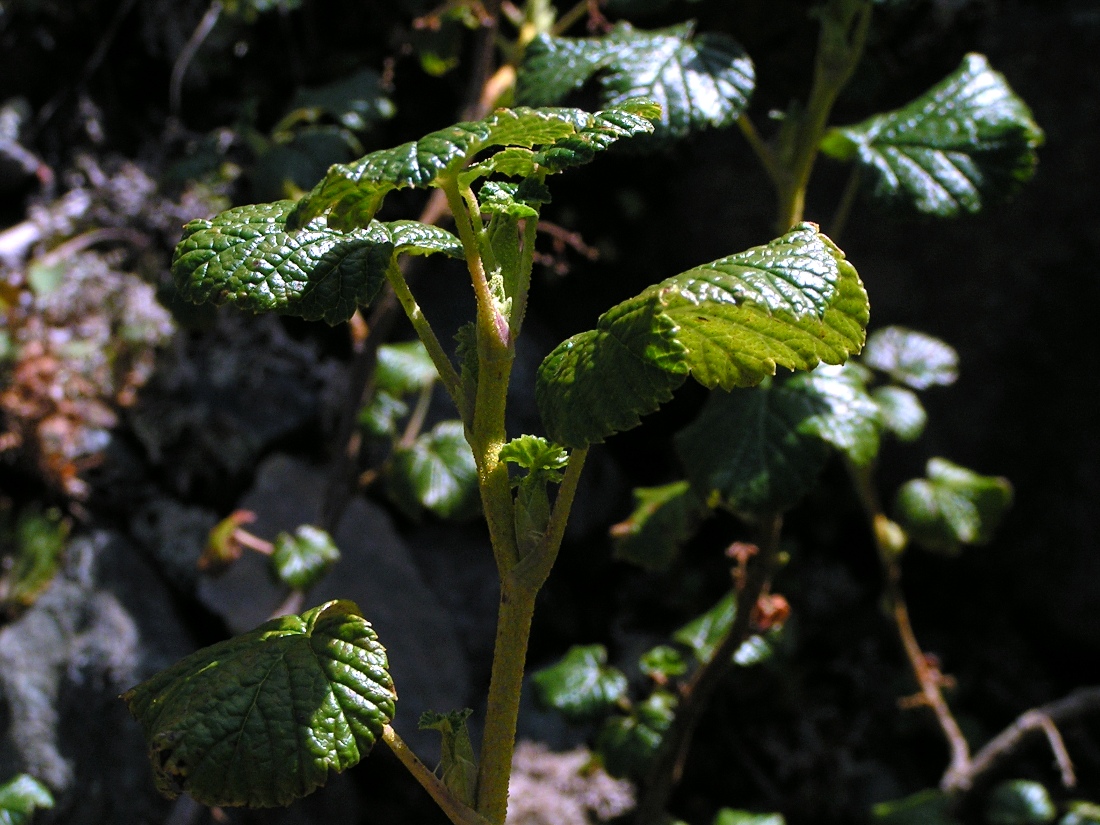 Image of Ribes graveolens specimen.