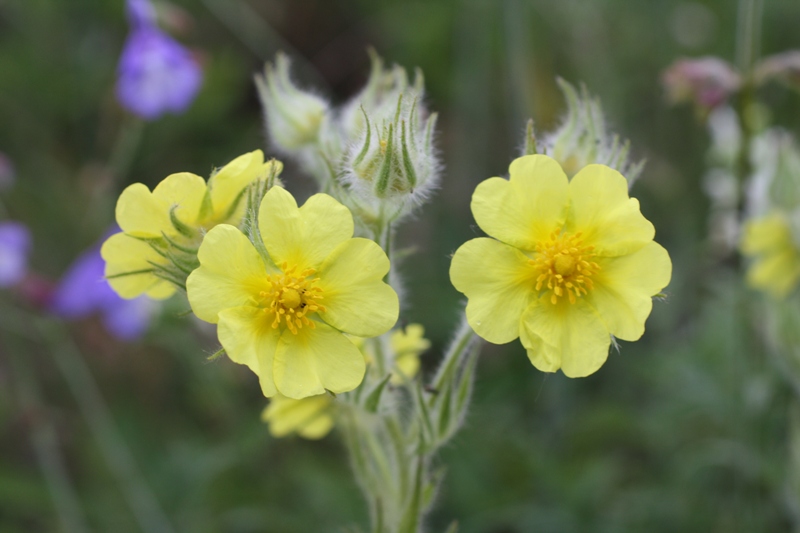 Изображение особи Potentilla callieri.