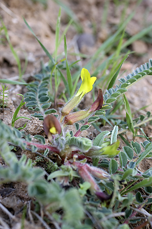 Изображение особи род Astragalus.