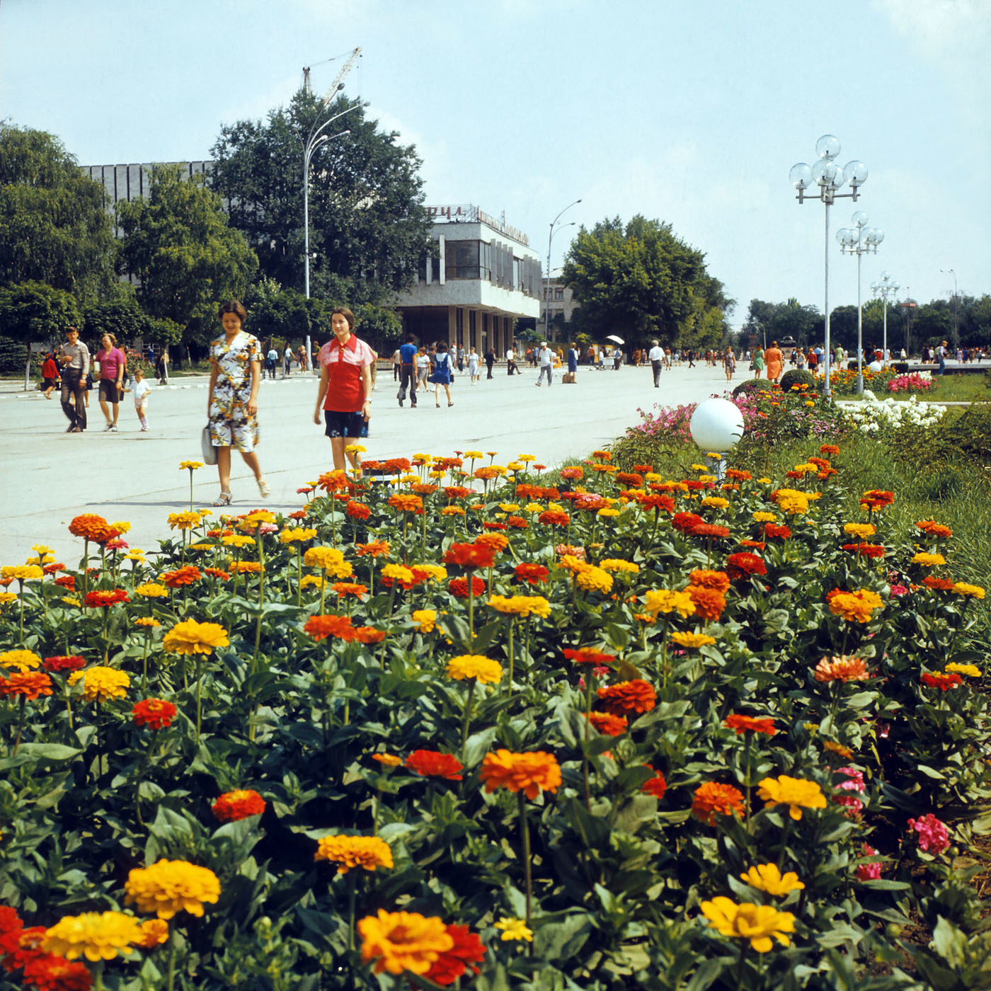 Изображение особи Zinnia elegans.