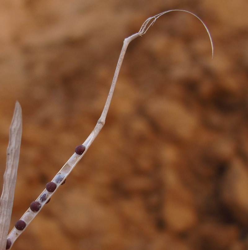 Image of Brassica sisymbrioides specimen.